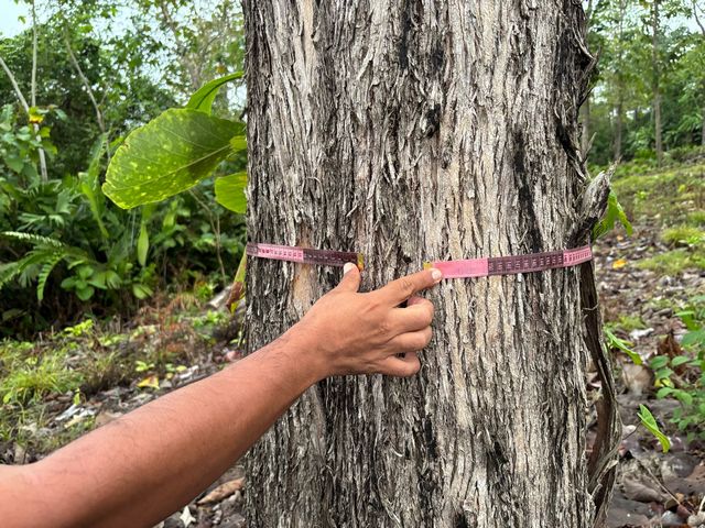 Pomiar obwodu pnia teaku na plantacji
